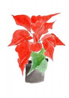 http://www.francesleeceramics.com/files/gimgs/th-4_Poinsettia.jpg